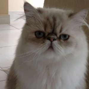 Meet your Posher, Mary